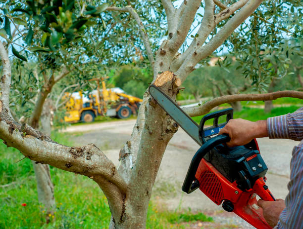 Best Palm Tree Trimming  in Jacksonville, OR